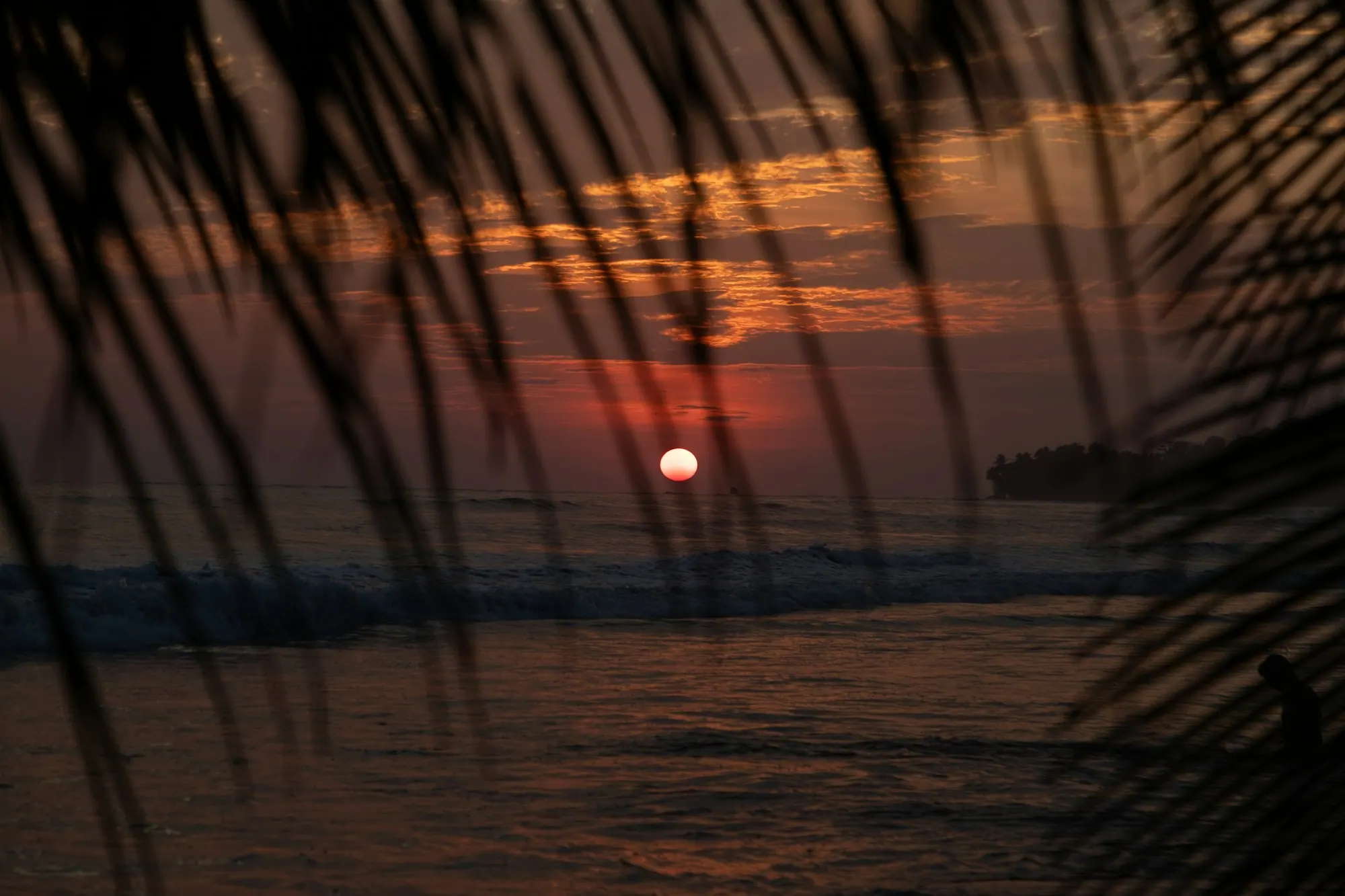 ヤシの葉越しに水平線へ沈む夕日